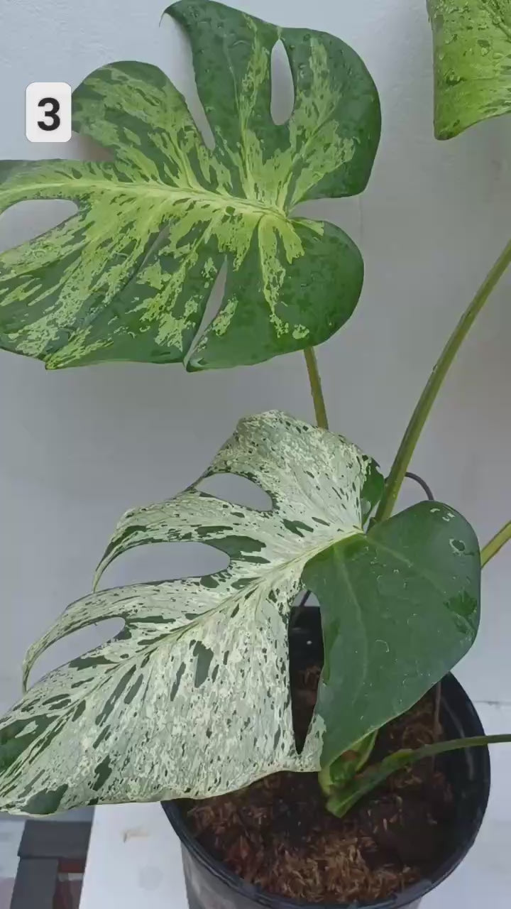 緊急/予約販売】モンステラ・デリシオーサ 'ベトシオーサ' – RARE