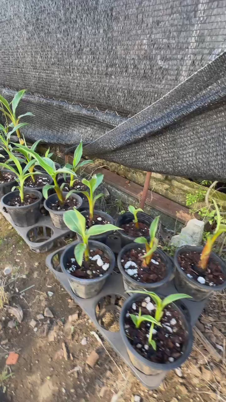 選択可能】ムサ 'ノノ ピンク斑入り'（バナナ） – RARE PLANTS
