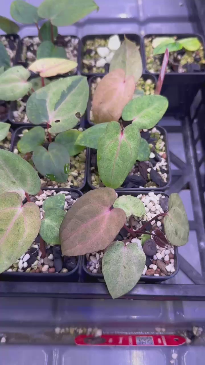 アンスリウム・サブシグナタムpapi X三角papiブルー Anthurium Papillilaminum - Niska cena na Allegro