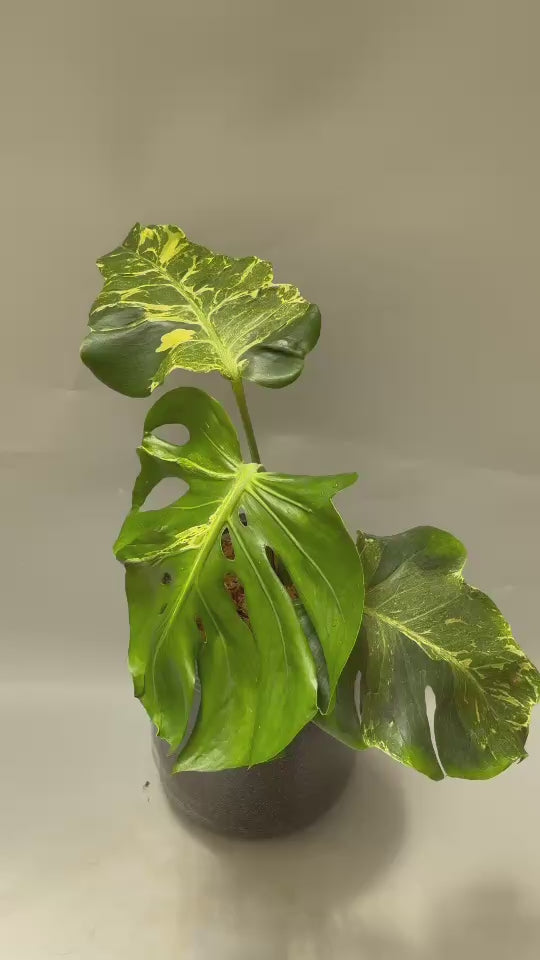 【予約販売7-2】モンステラ　デリシオーサ 'サンダーボルト'
