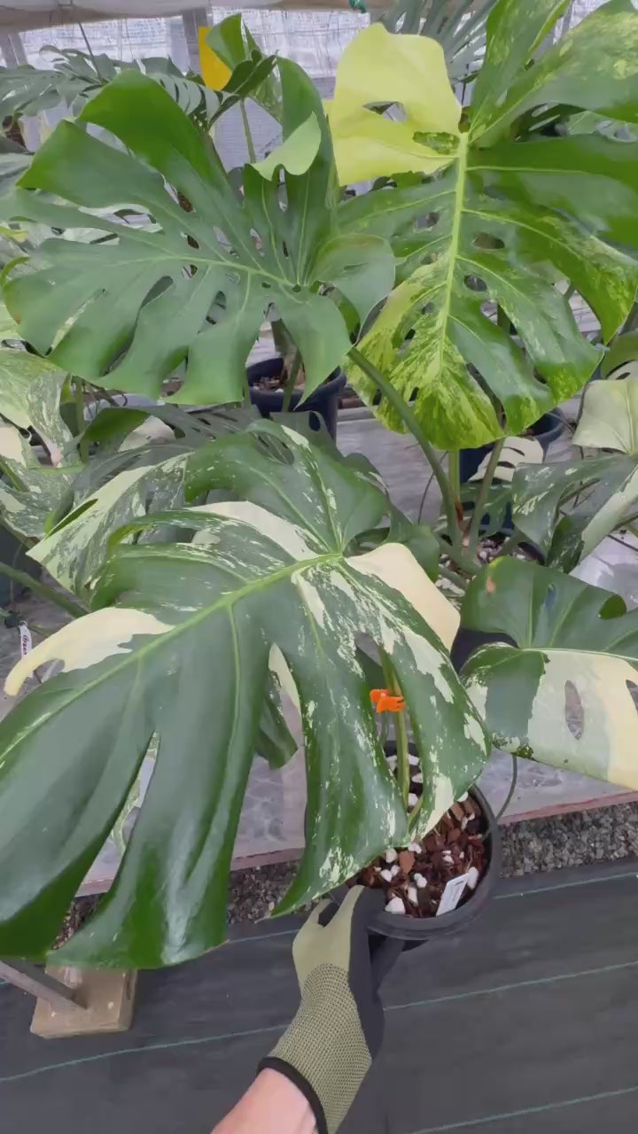 モンステラ　デリシオサ　ブルーミント 日本初?/激レア】モンステラ デリシオーサ 'ブルーミント