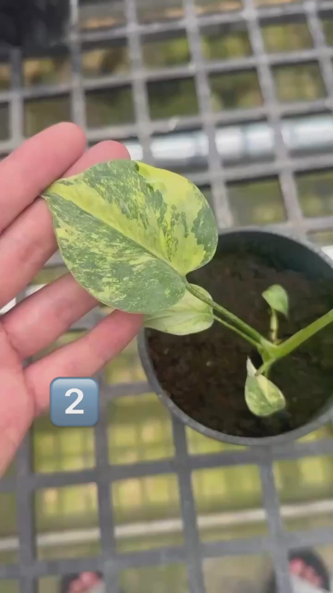 超希少なモンステラ デリシオーサ カメレオン モンステラ デリシオーサ タイコンステレーション | GREEN LUCK