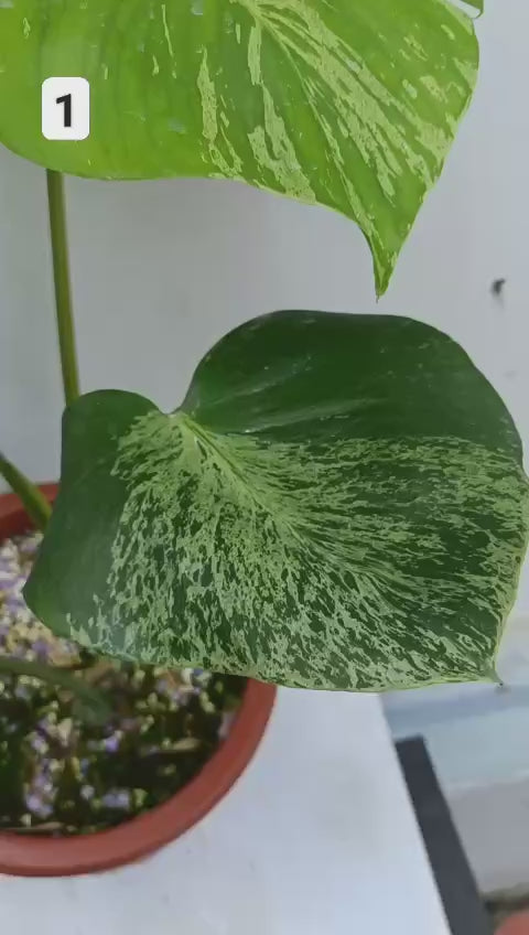 緊急/予約販売】モンステラ・デリシオーサ 'ベトシオーサ' – RARE