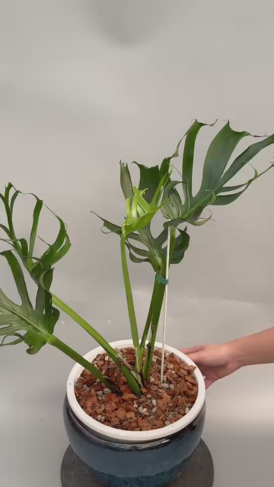 予約販売6-407】モンステラ デリシオーサ 'ユニアエ' – RARE PLANTS