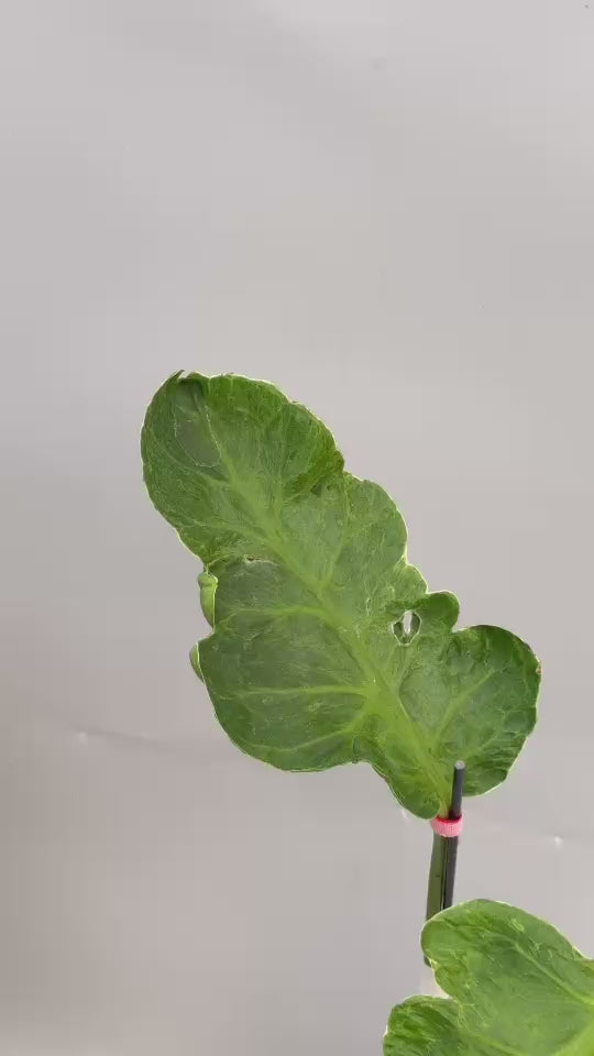 【予約販売8-188】モンステラ　デリシオーサ　'ゾンビ'