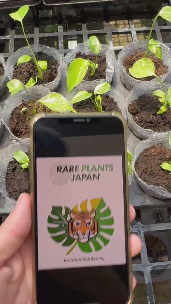 Yoモンステラ エレクトロライト　組織培養苗　順化済　2寸ポリポット Yo様専用モンステラ エレクトロライト 組織培養苗 順化済 2寸