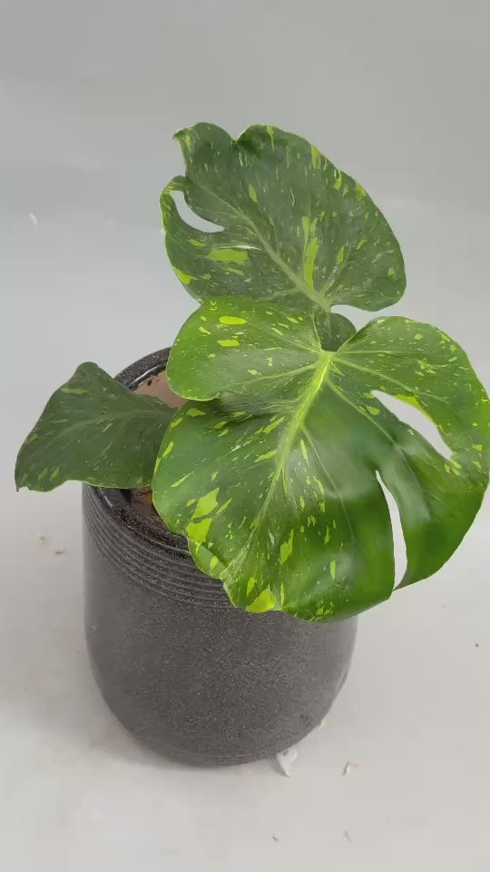 全植物一覧 – Page 3 – RARE PLANTS JAPAN (レアプランツジャパン)