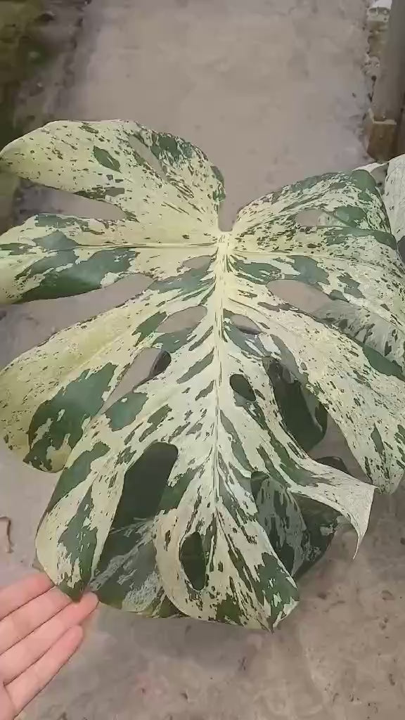 希少 モンステラ バルバソウ ベトシオーサ モンステラ・デリシオーサ 'ベトシオーサ' 成長記録・育て方