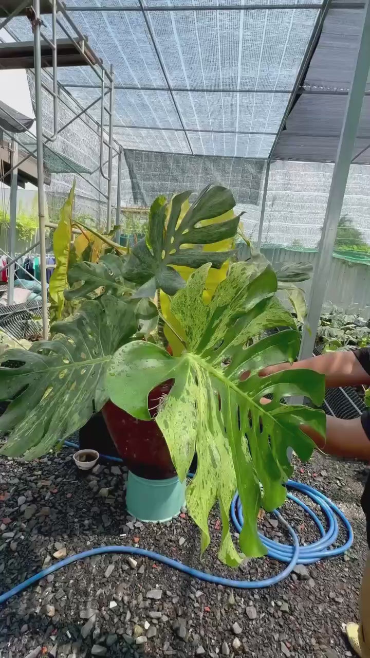 3日間限定受付/予約販売】モンステラ・デリシオーサ