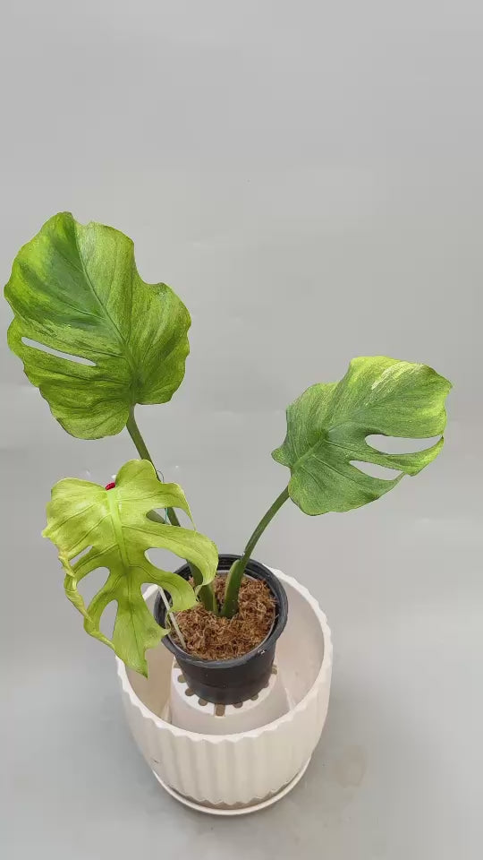 【予約販売8-250】モンステラ・デリシオーサ　'オクトパス（ジェイドゴブリン）'